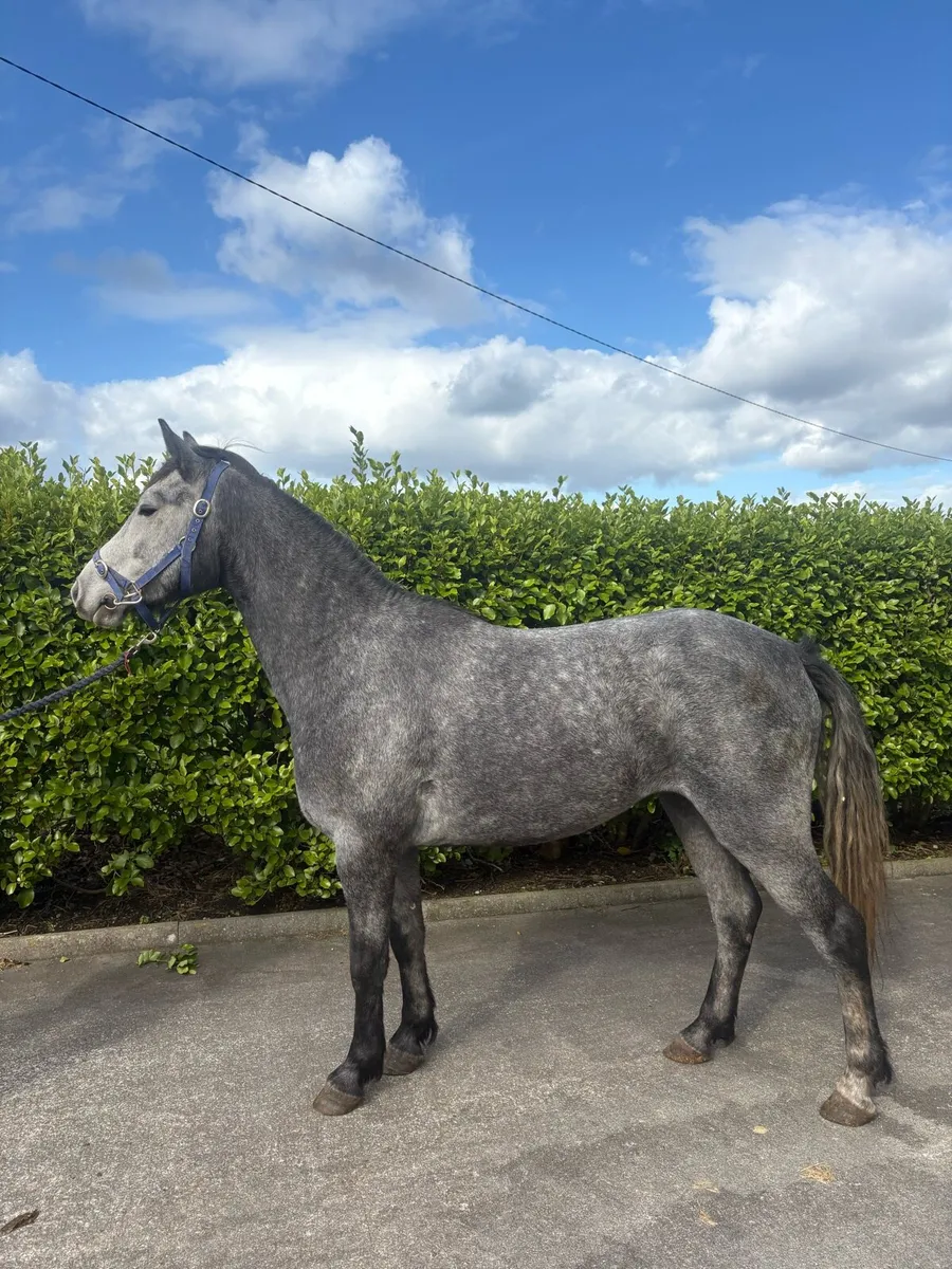 Three Year Old Gelding - Image 1