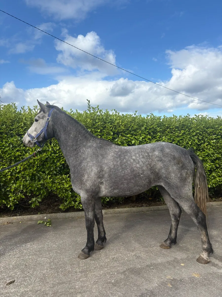 Three Year Old Gelding - Image 2