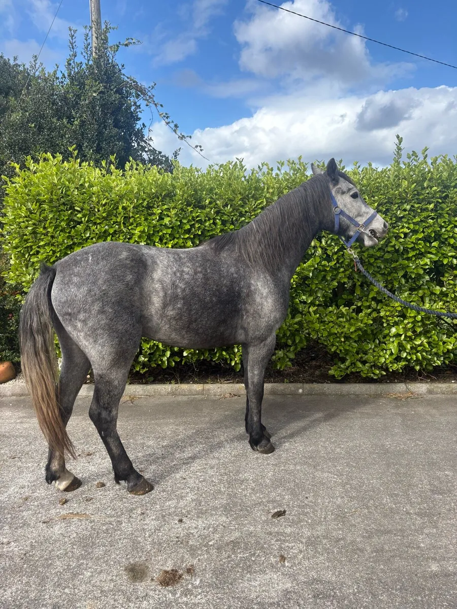 Three Year Old Gelding - Image 3