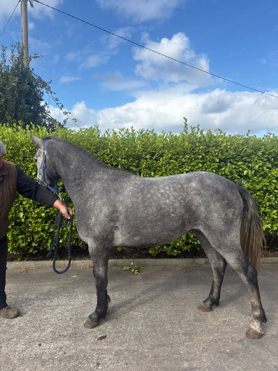 Three Year Old Gelding - Image 4