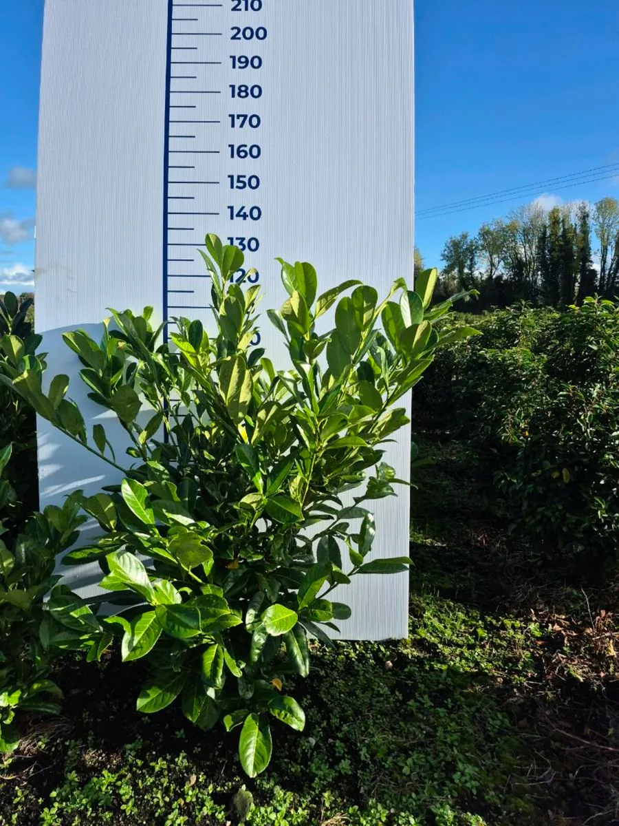 Portuguese laurel hedging - Image 4