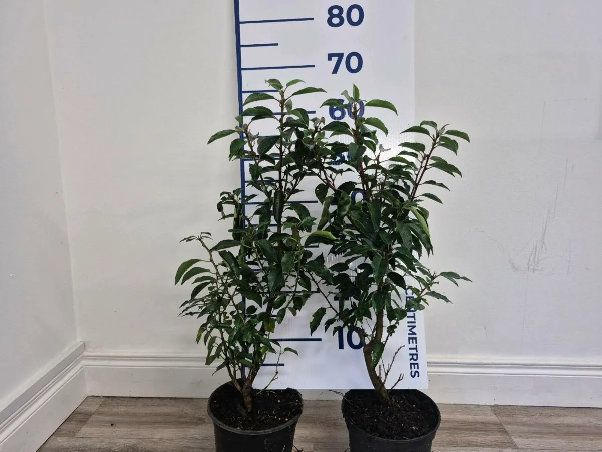 Portuguese laurel hedging - Image 1