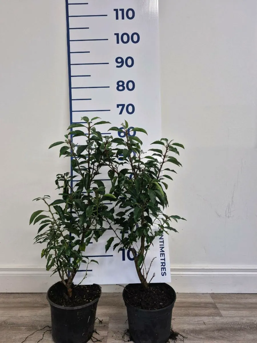 Portuguese laurel hedging - Image 2