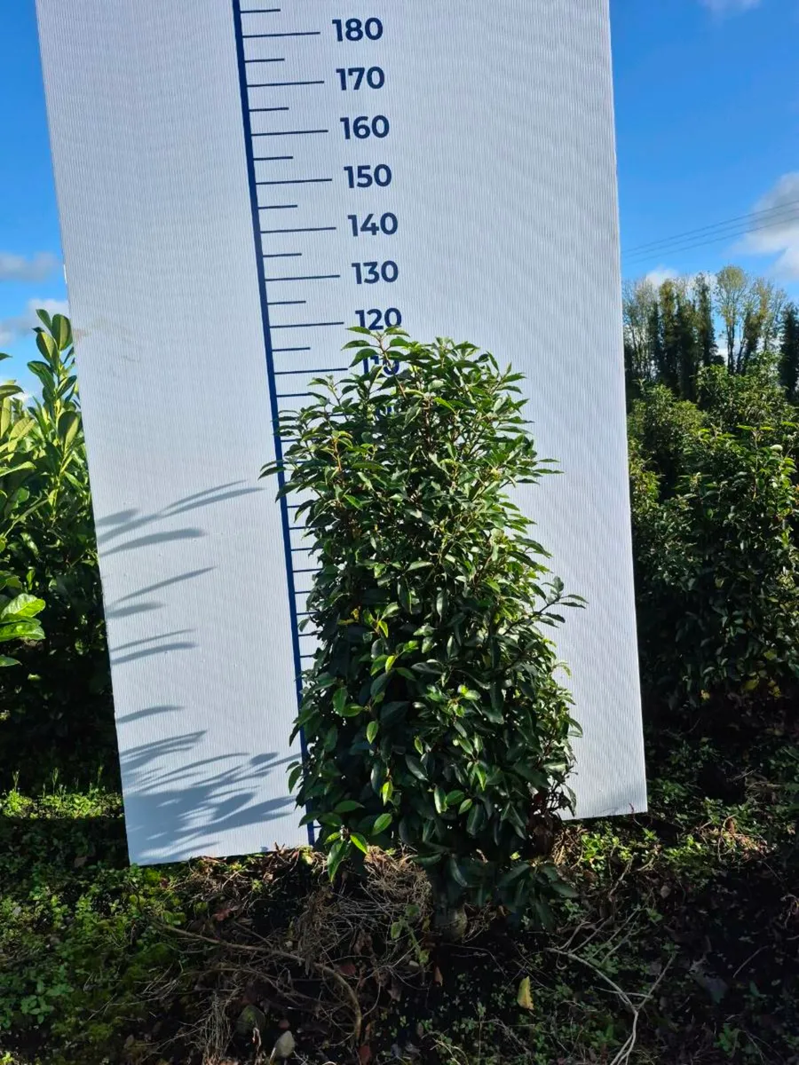Portuguese laurel hedging - Image 4