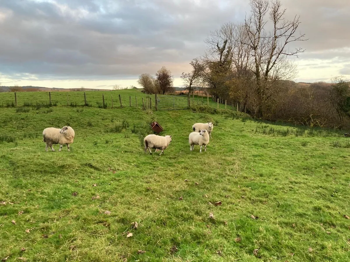 Cheviot Hoggets - Image 2