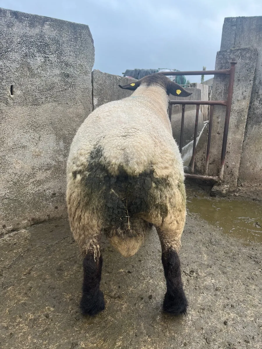 Suffock Ram - Image 2