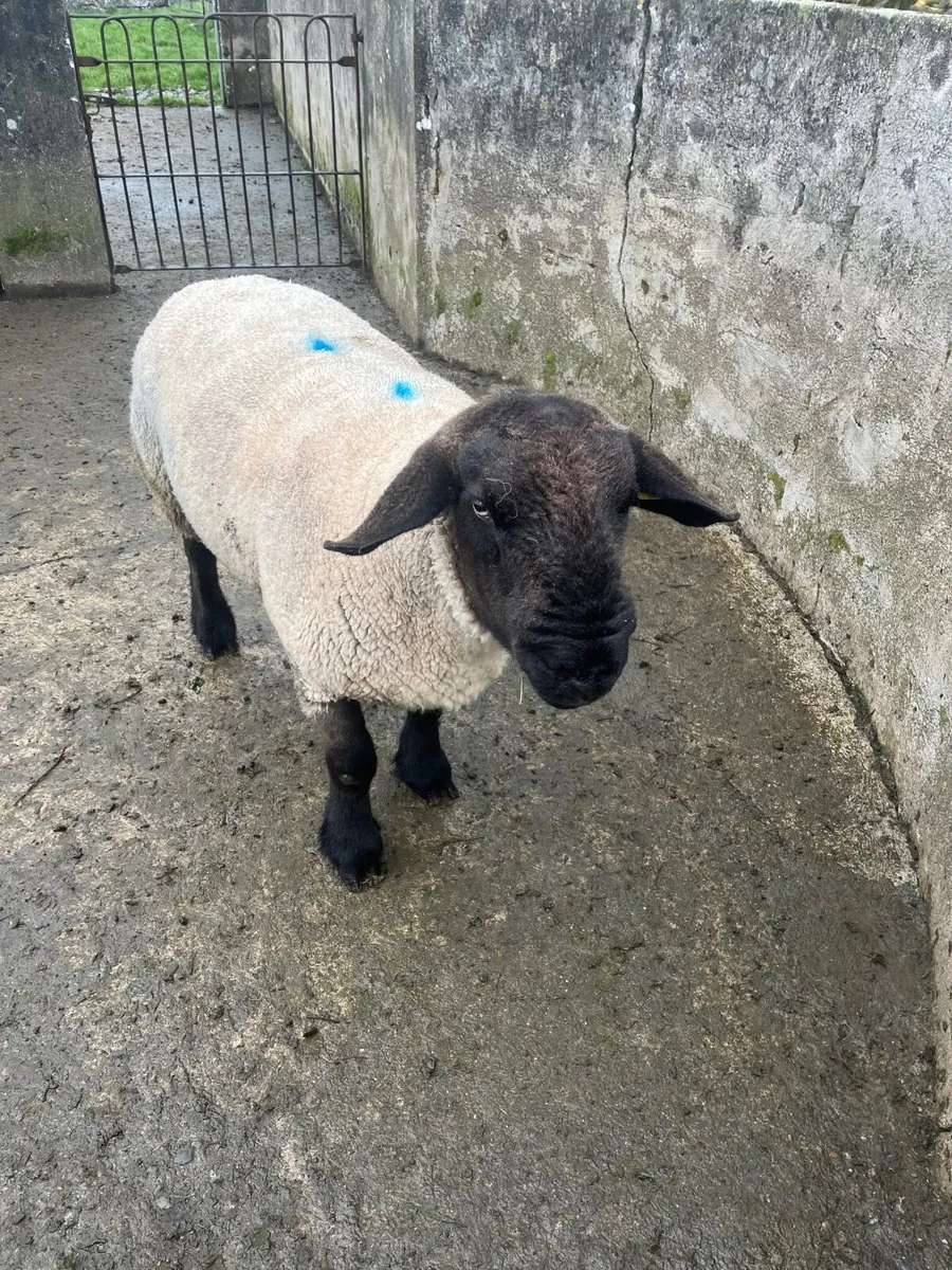 Suffock Ram - Image 1