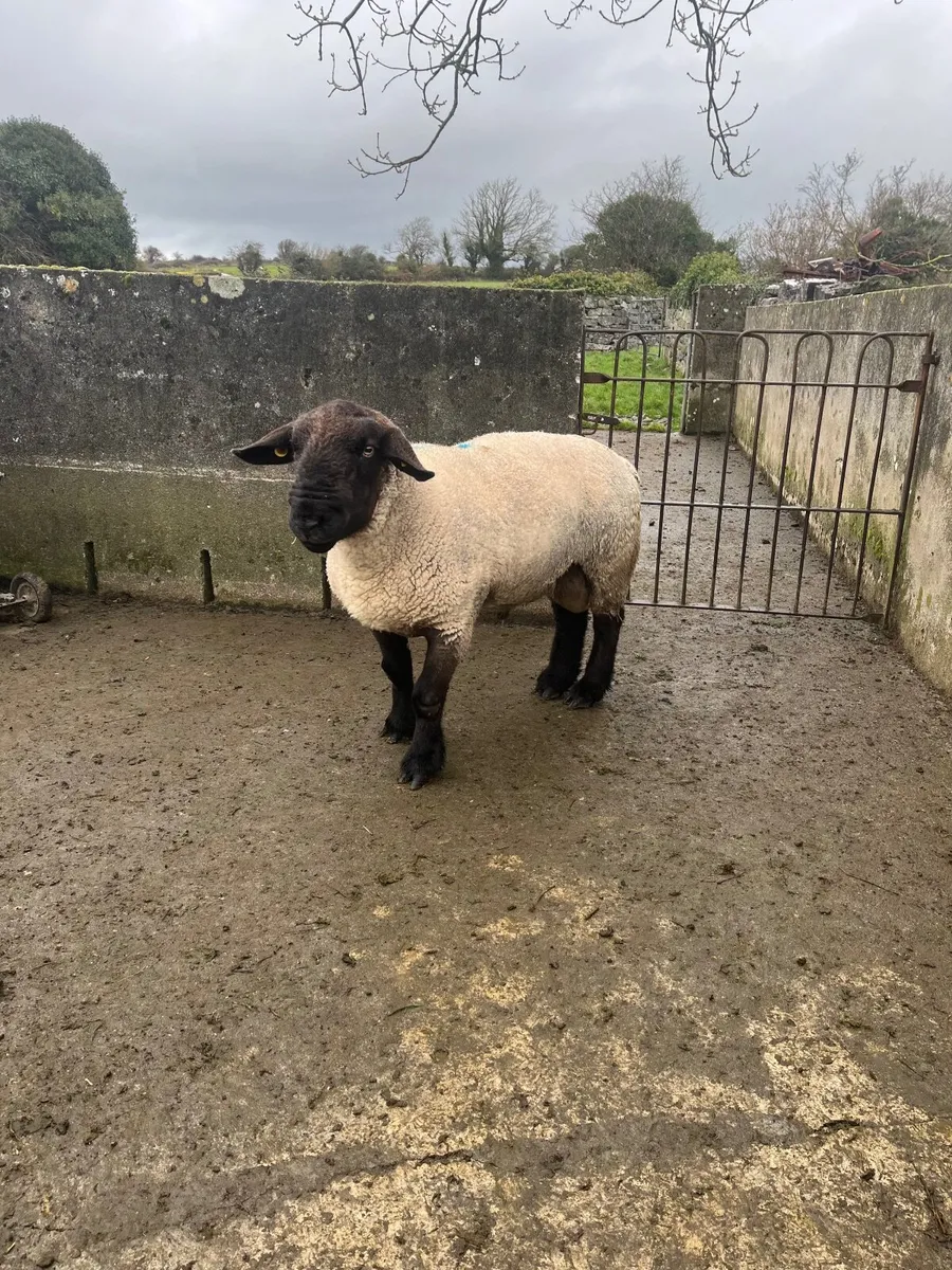 Suffock Ram - Image 3