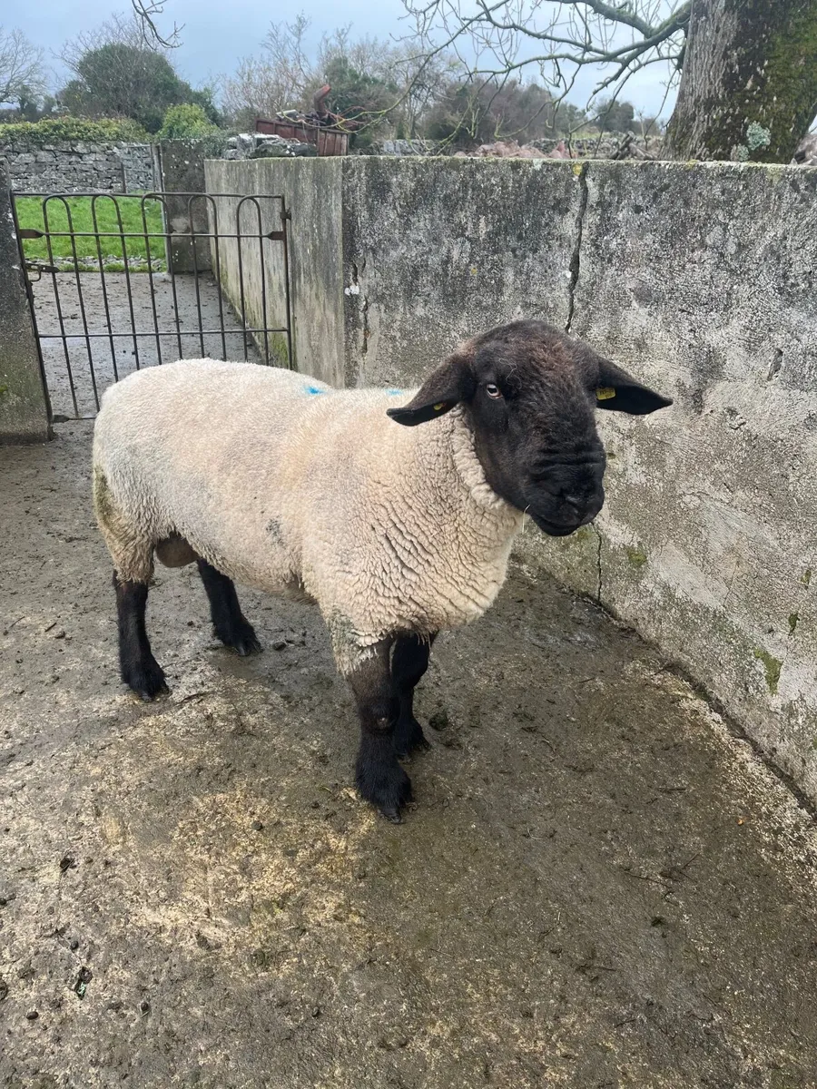 Suffock Ram - Image 4