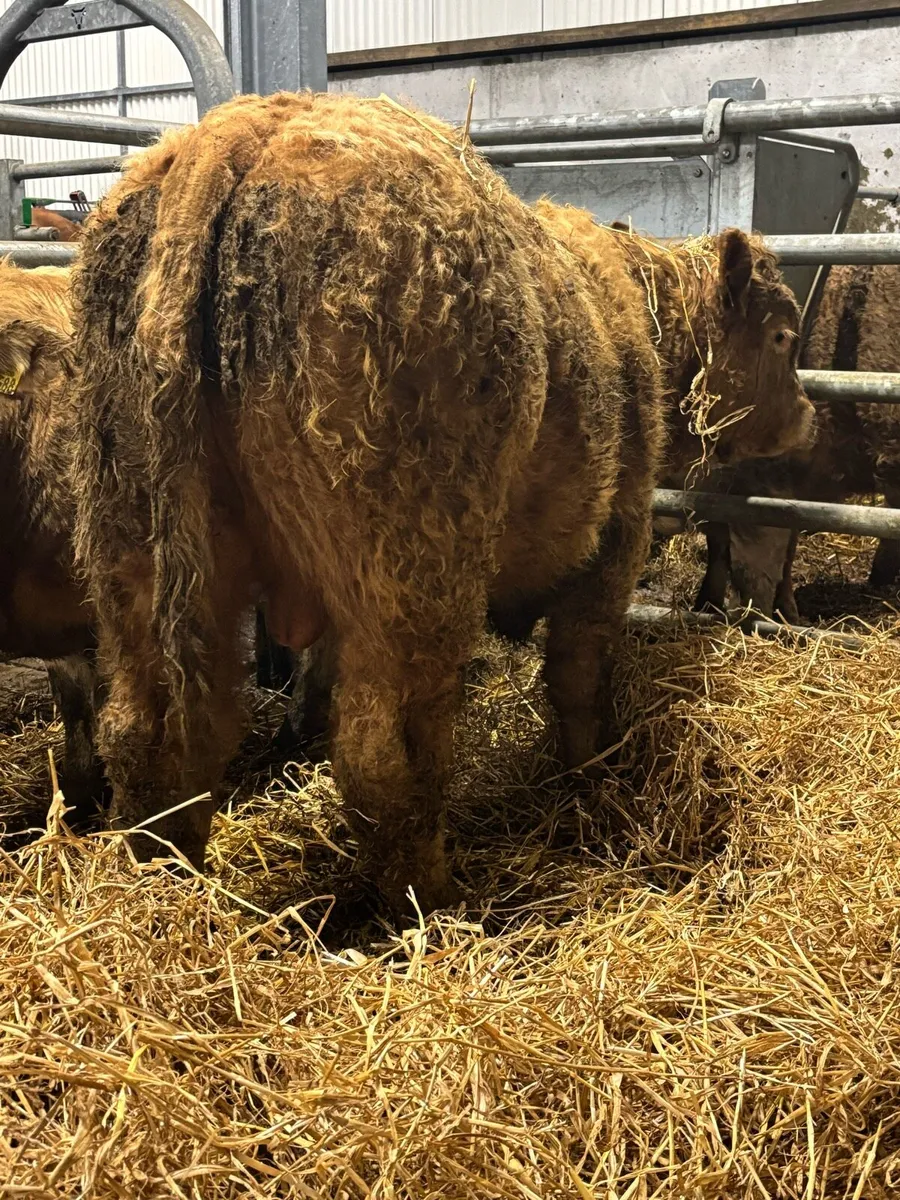 Charolais/Limousin Bull Weanlings - Image 2