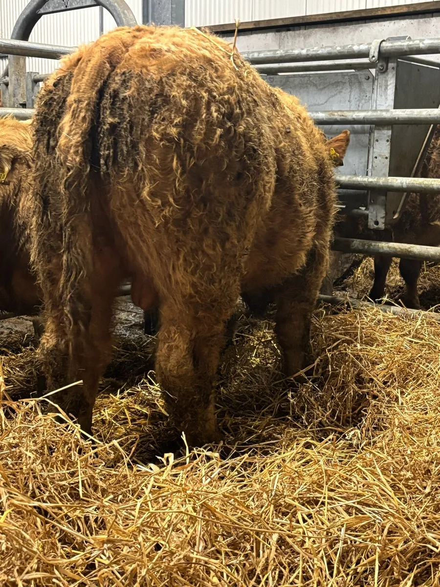 Charolais/Limousin Bull Weanlings - Image 3