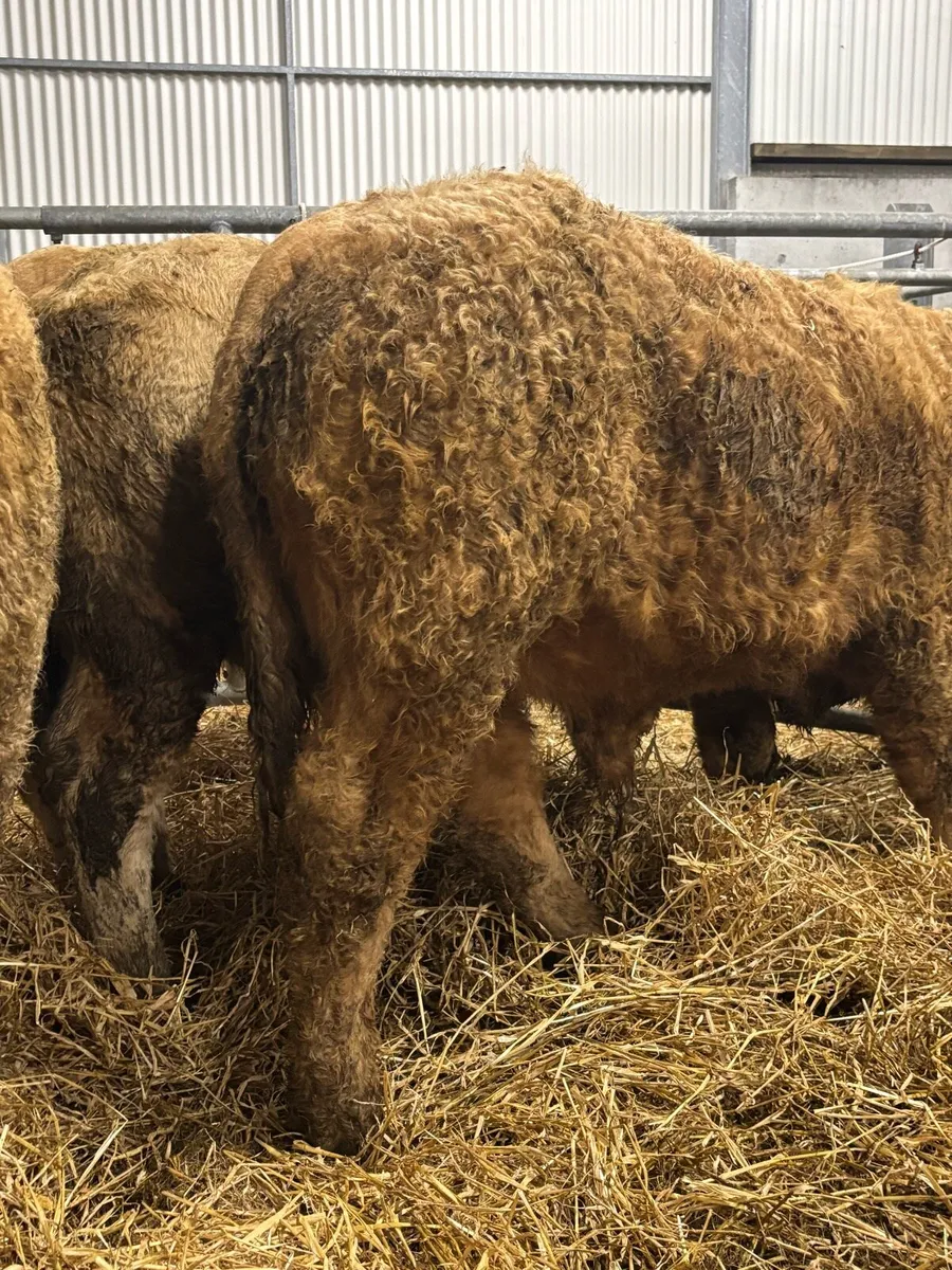 Charolais/Limousin Bull Weanlings - Image 4