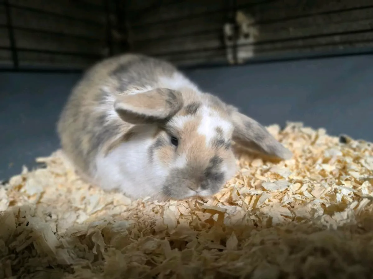 Minilop Doe 14wks Old - Image 2