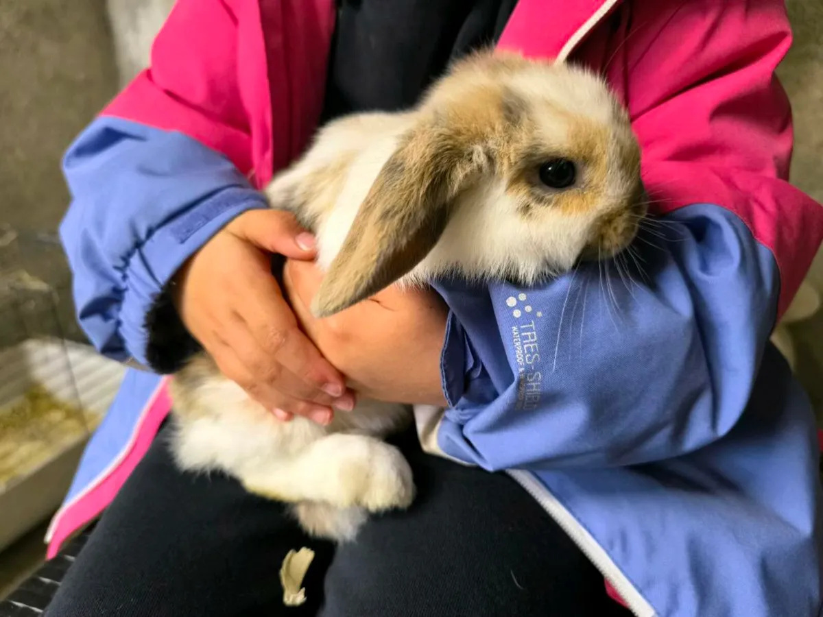 Minilop Doe 14wks Old - Image 3