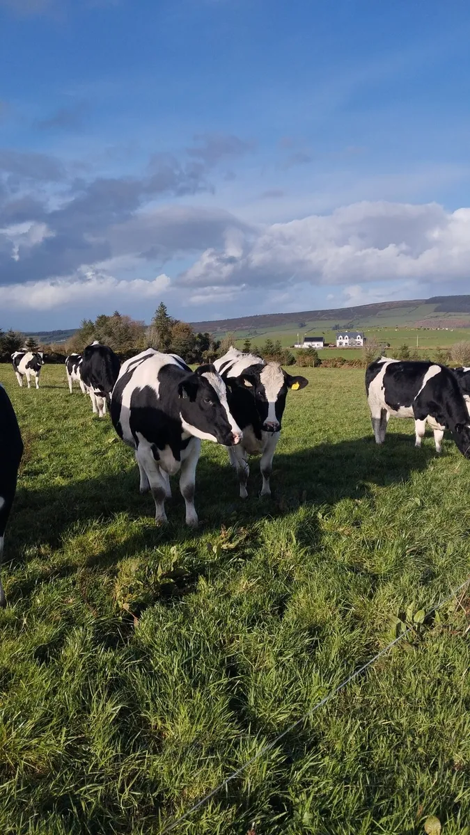16 incalf heifers - Image 1