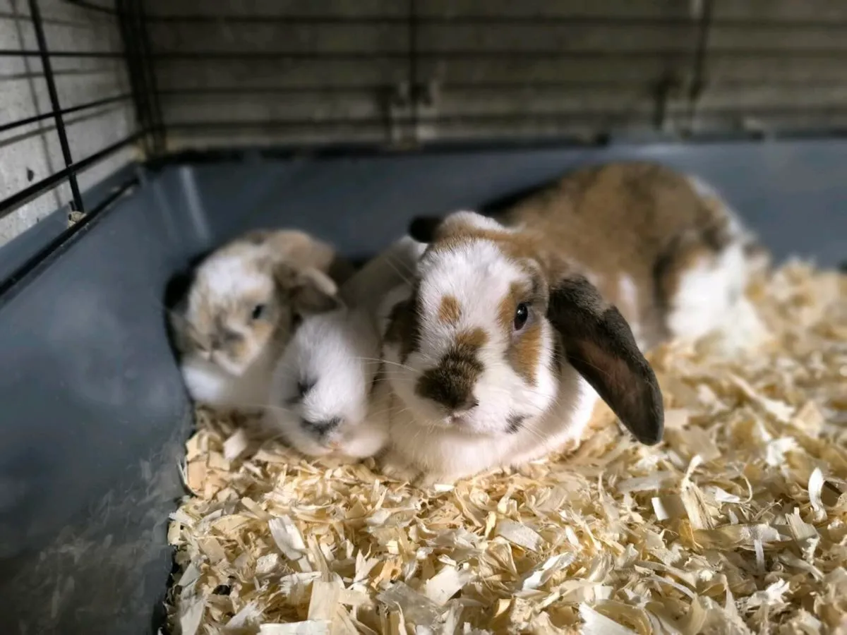 Minilop Doe 14wks Old - Image 4