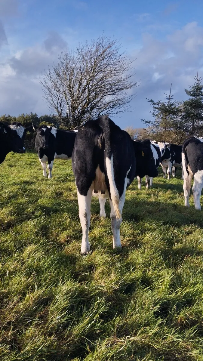 16 incalf heifers - Image 3