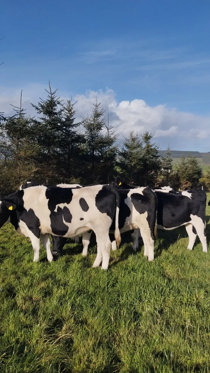16 incalf heifers - Image 4