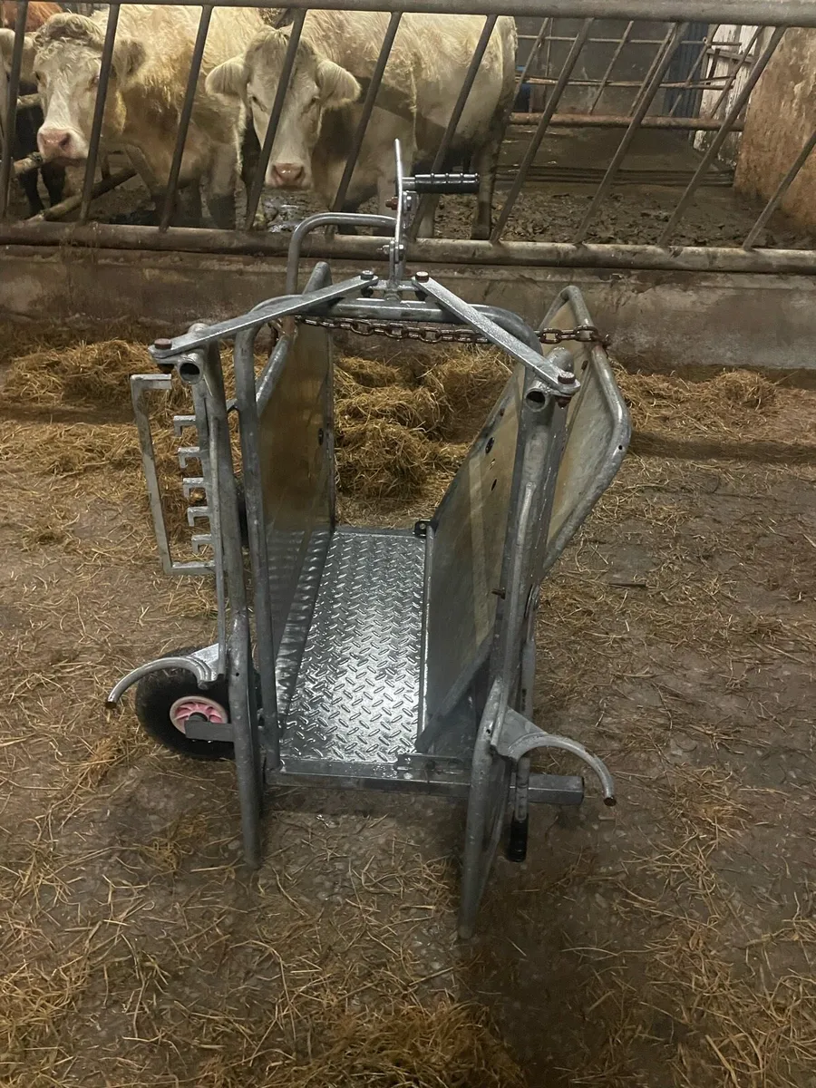 Calf dehorning crate - Image 3