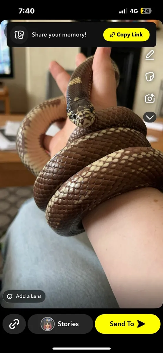 California King Snake - Image 1