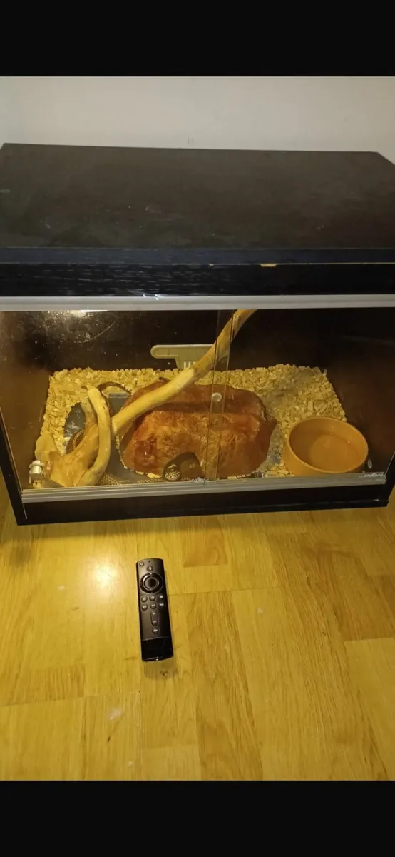 California King Snake - Image 3