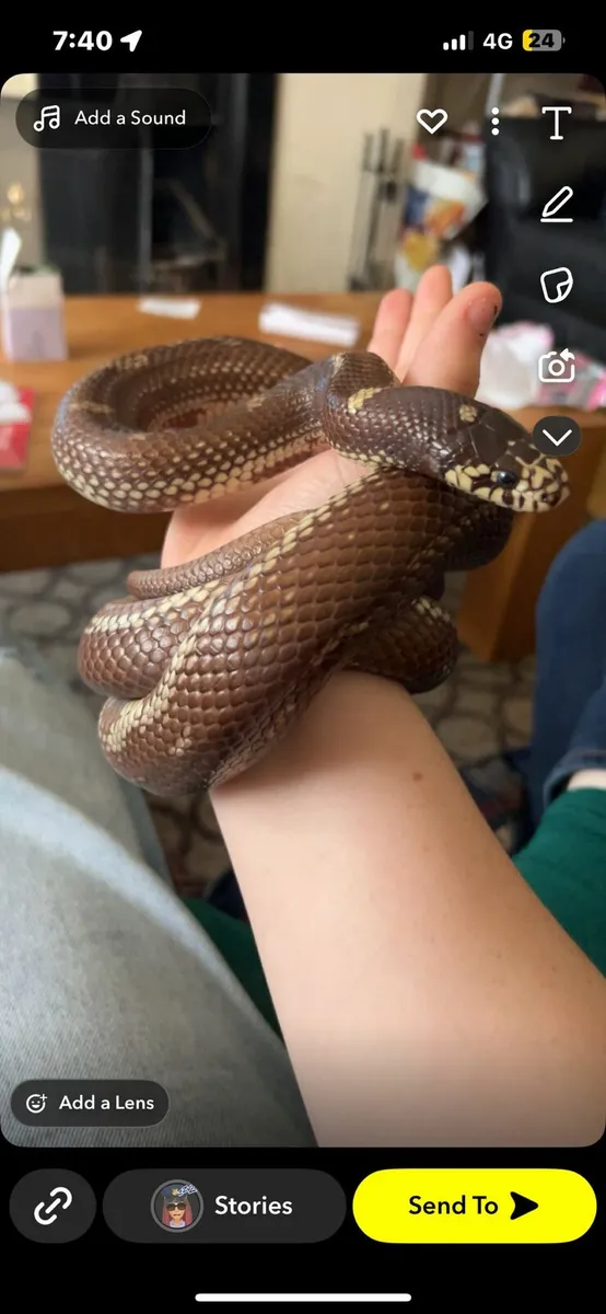 California King Snake - Image 4