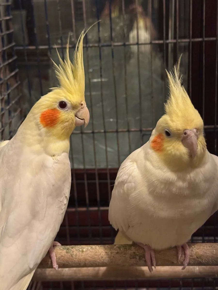 White pair and one gray female cockatiel's/ Cage - Image 1