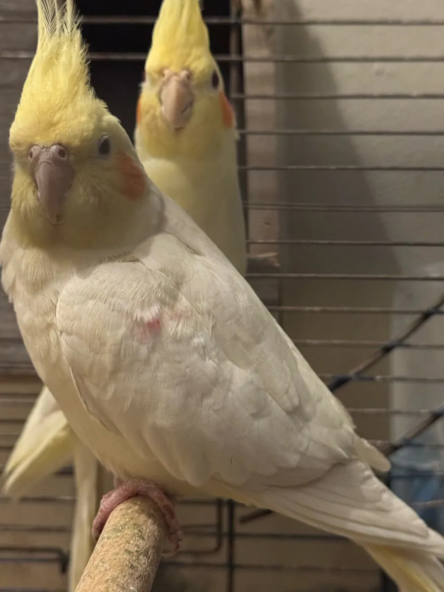 White pair and one gray female cockatiel's/ Cage - Image 2
