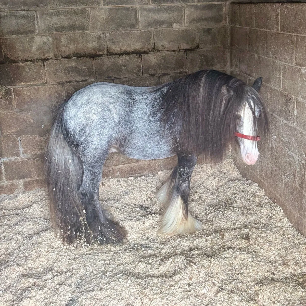 Top class spotted 3 year old 👑 stallion - Image 3