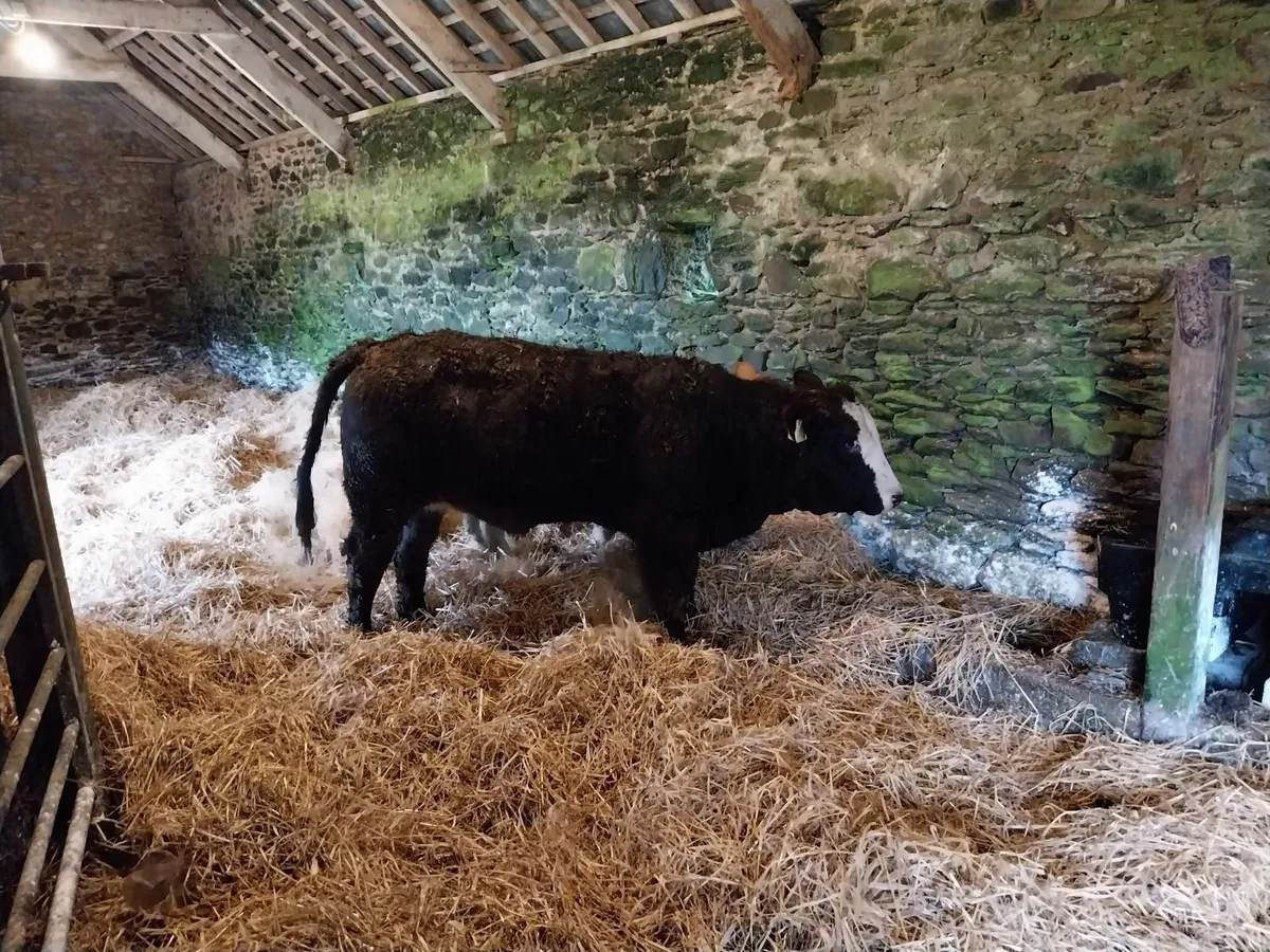 Breeding heifers 4 and 5 star - Image 4