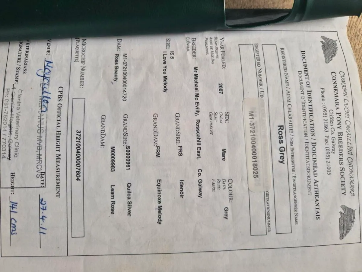 Connemara ponies - Image 2