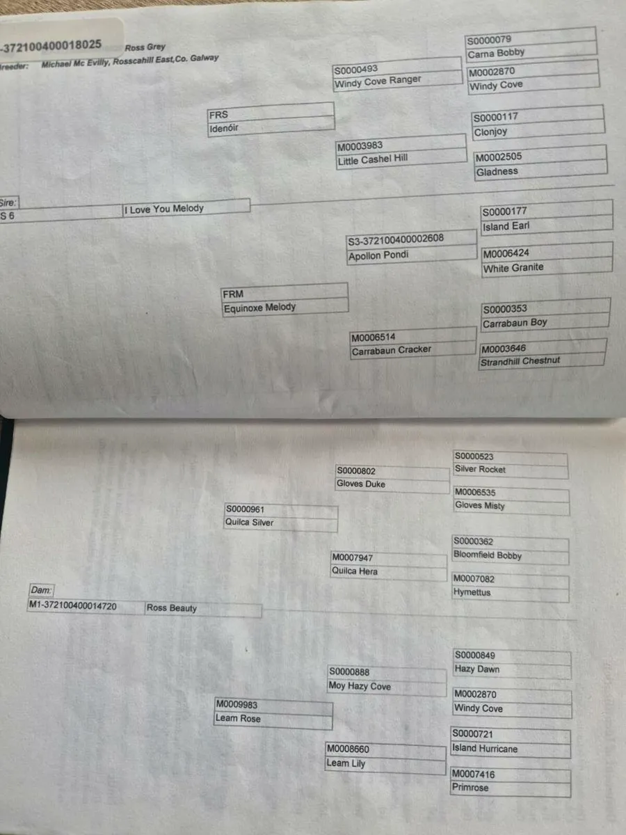 Connemara ponies - Image 3