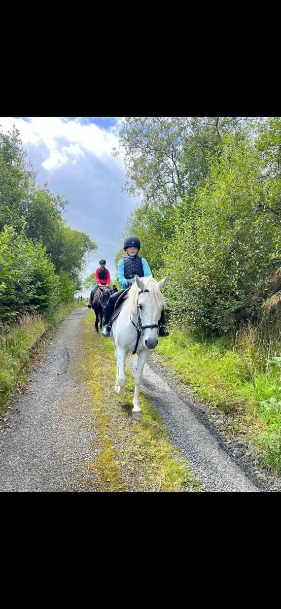 Connemara ponies - Image 4