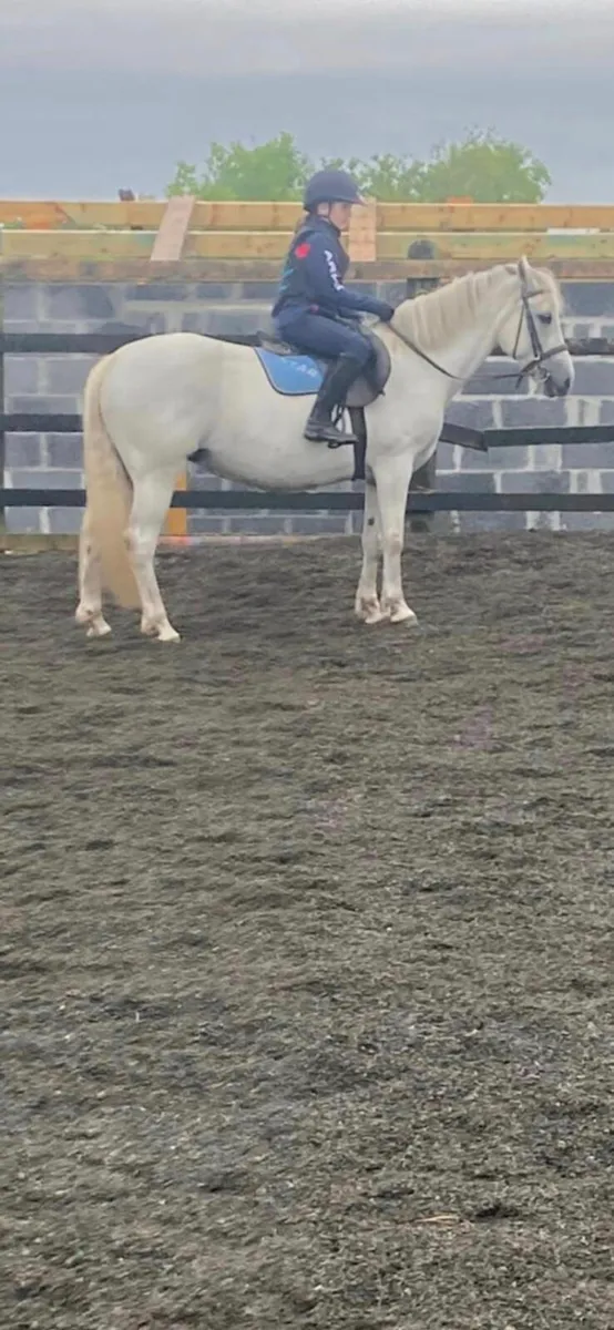 Connemara ponies - Image 1