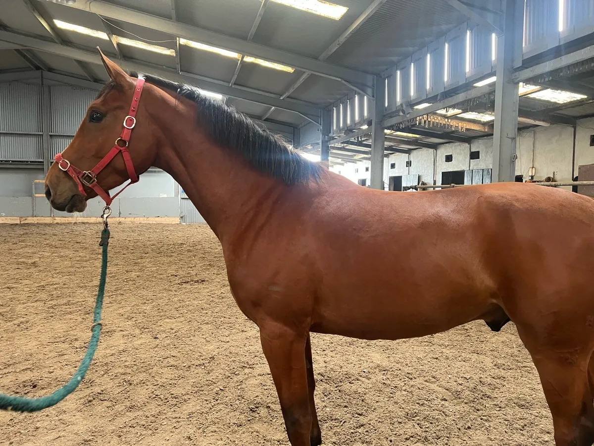 Numero Cruise X Mermus R Gelding - Image 1