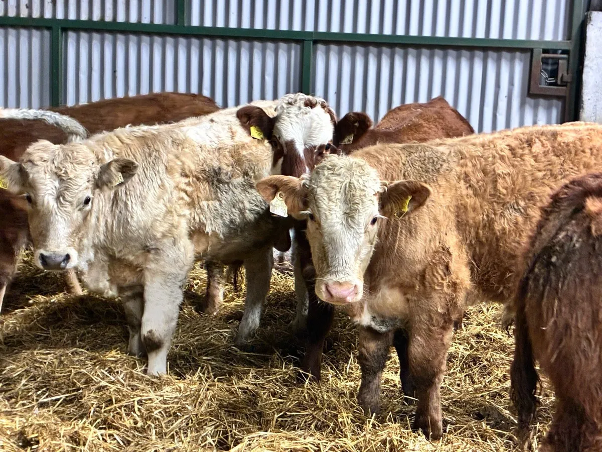 8 smashing bullocks for sale - Image 1