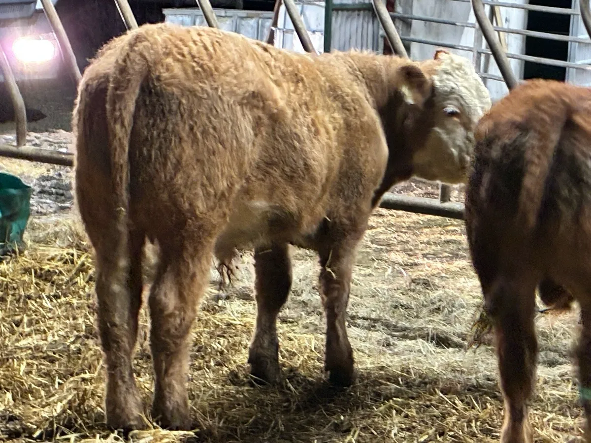 8 smashing bullocks for sale - Image 2