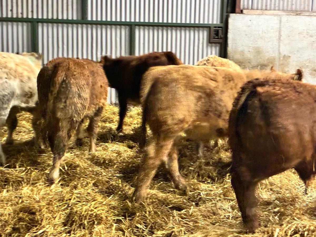 8 smashing bullocks for sale - Image 3