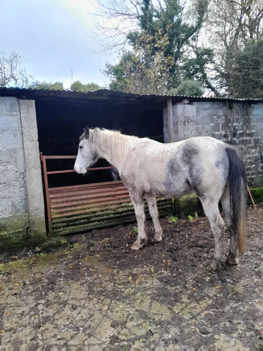 Horses For Sale! - Image 3