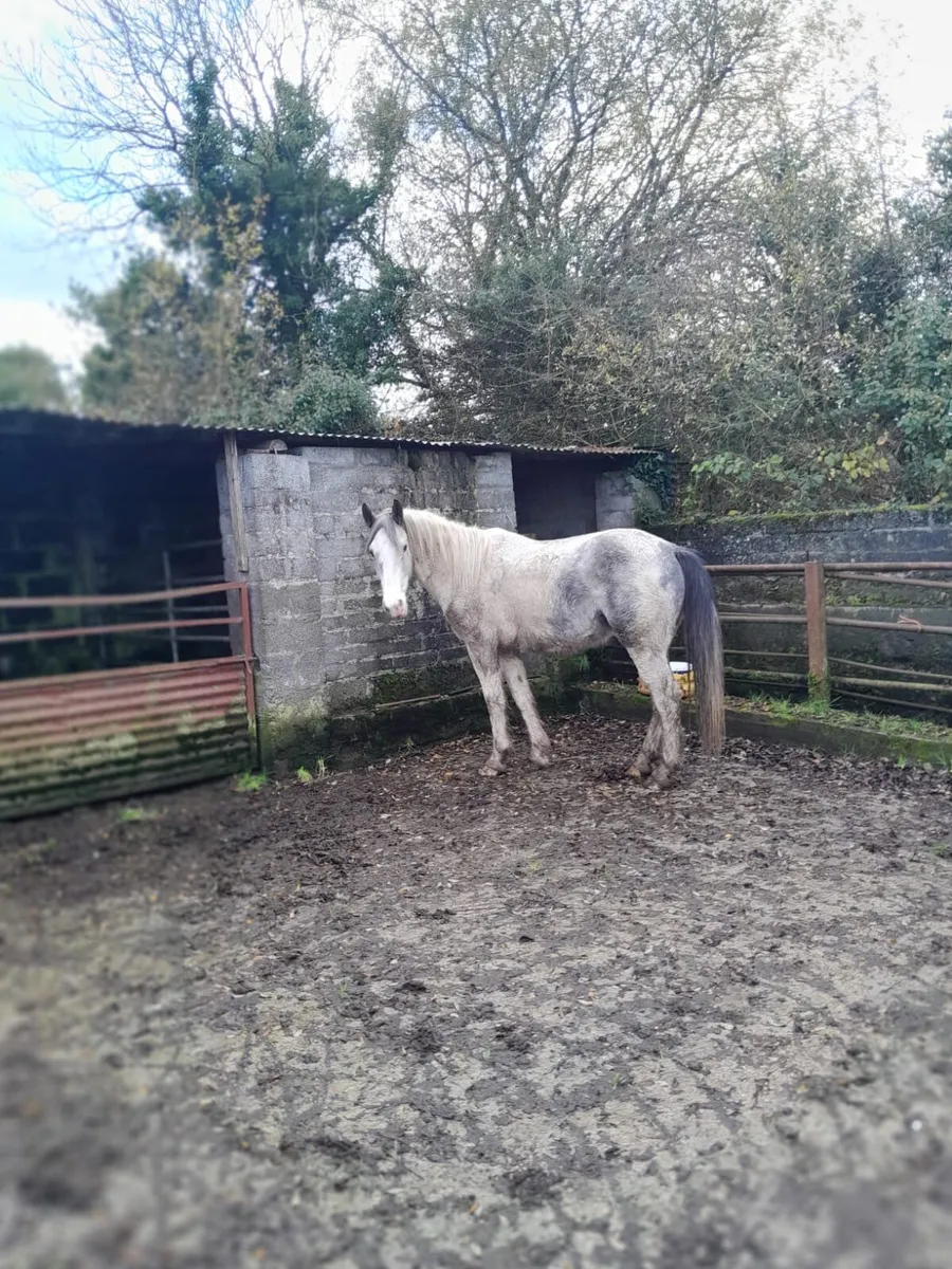 Horses For Sale! - Image 4