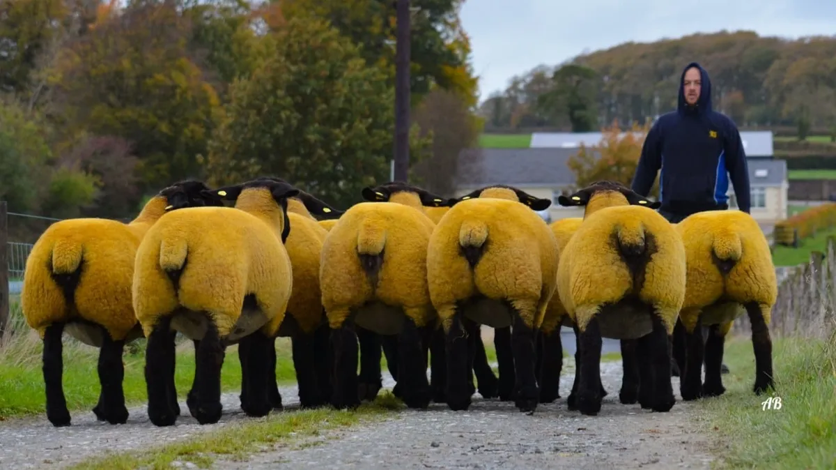 Suffolk Female Sale Black Beauties