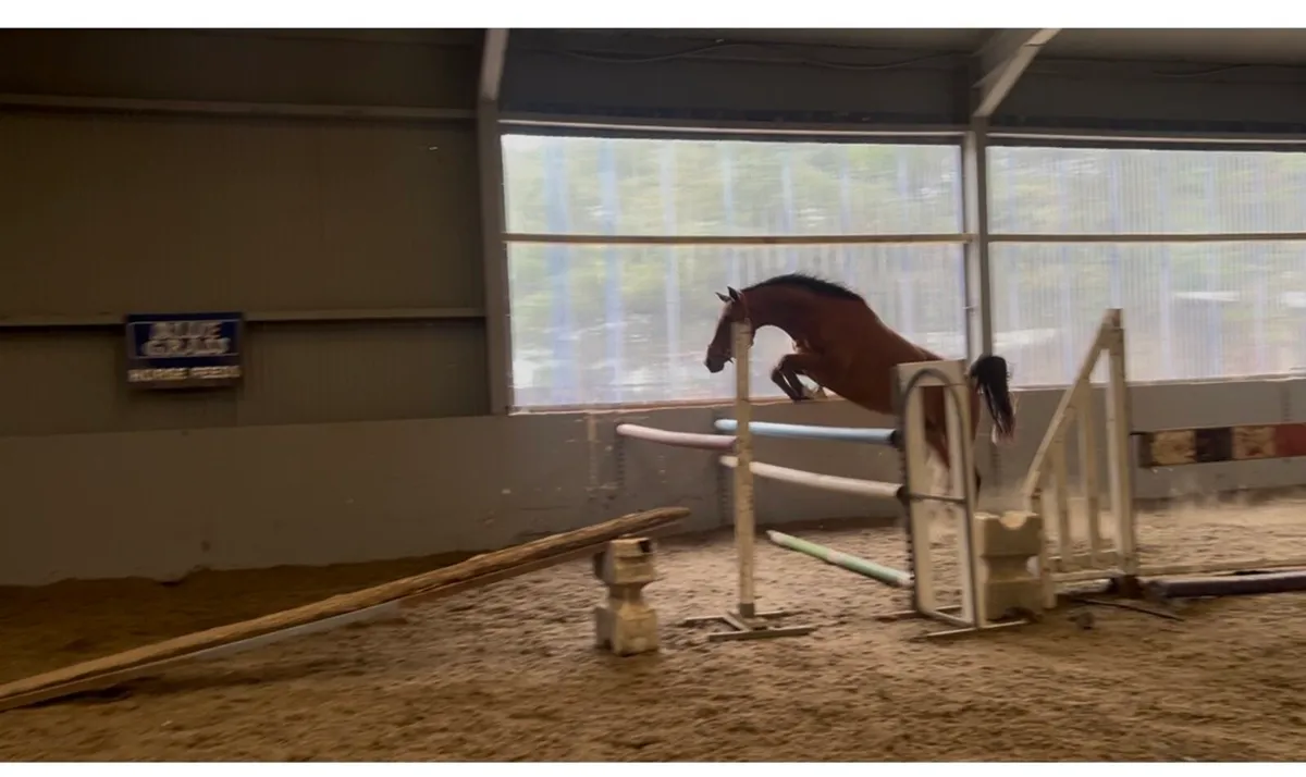 Numero Cruise X Mermus R Gelding - Image 2