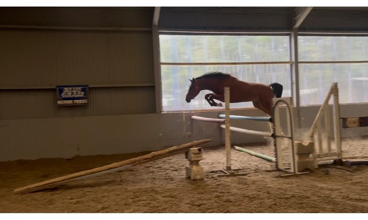 Numero Cruise X Mermus R Gelding - Image 3