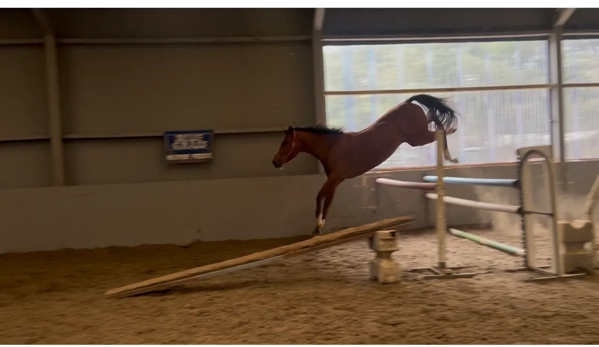 Numero Cruise X Mermus R Gelding - Image 4