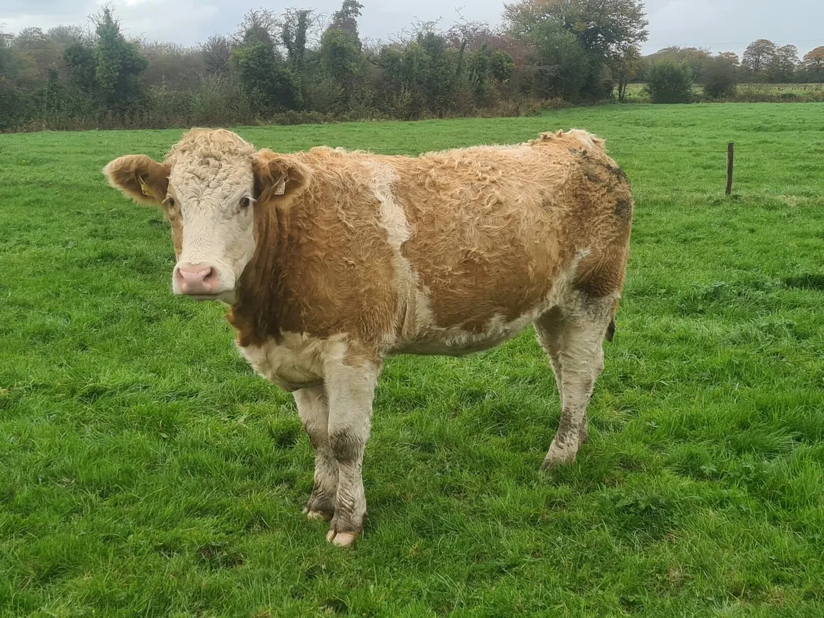 19 Smashing Simmental breeding heifers, - Image 1