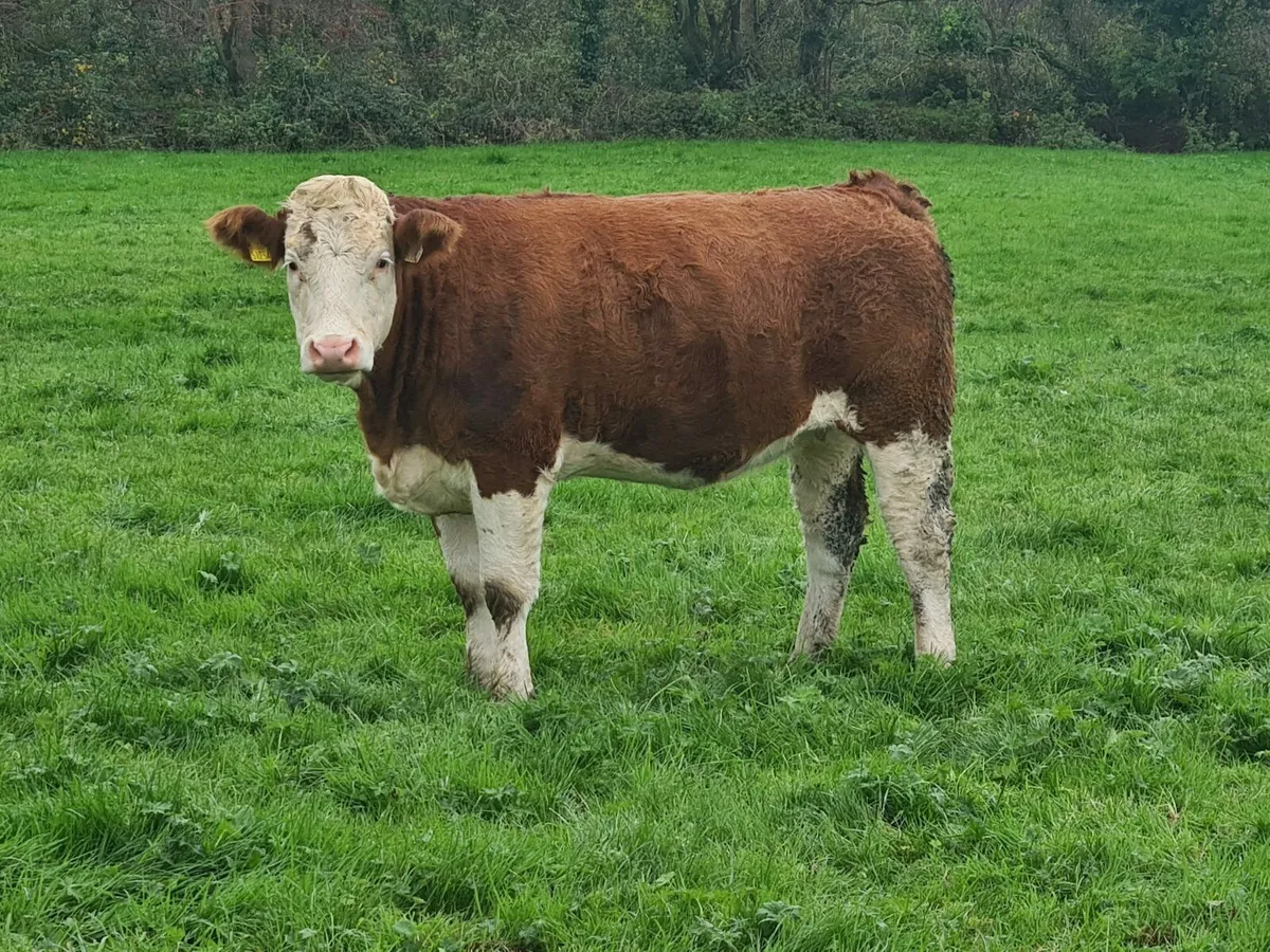 19 Smashing Simmental breeding heifers, - Image 3