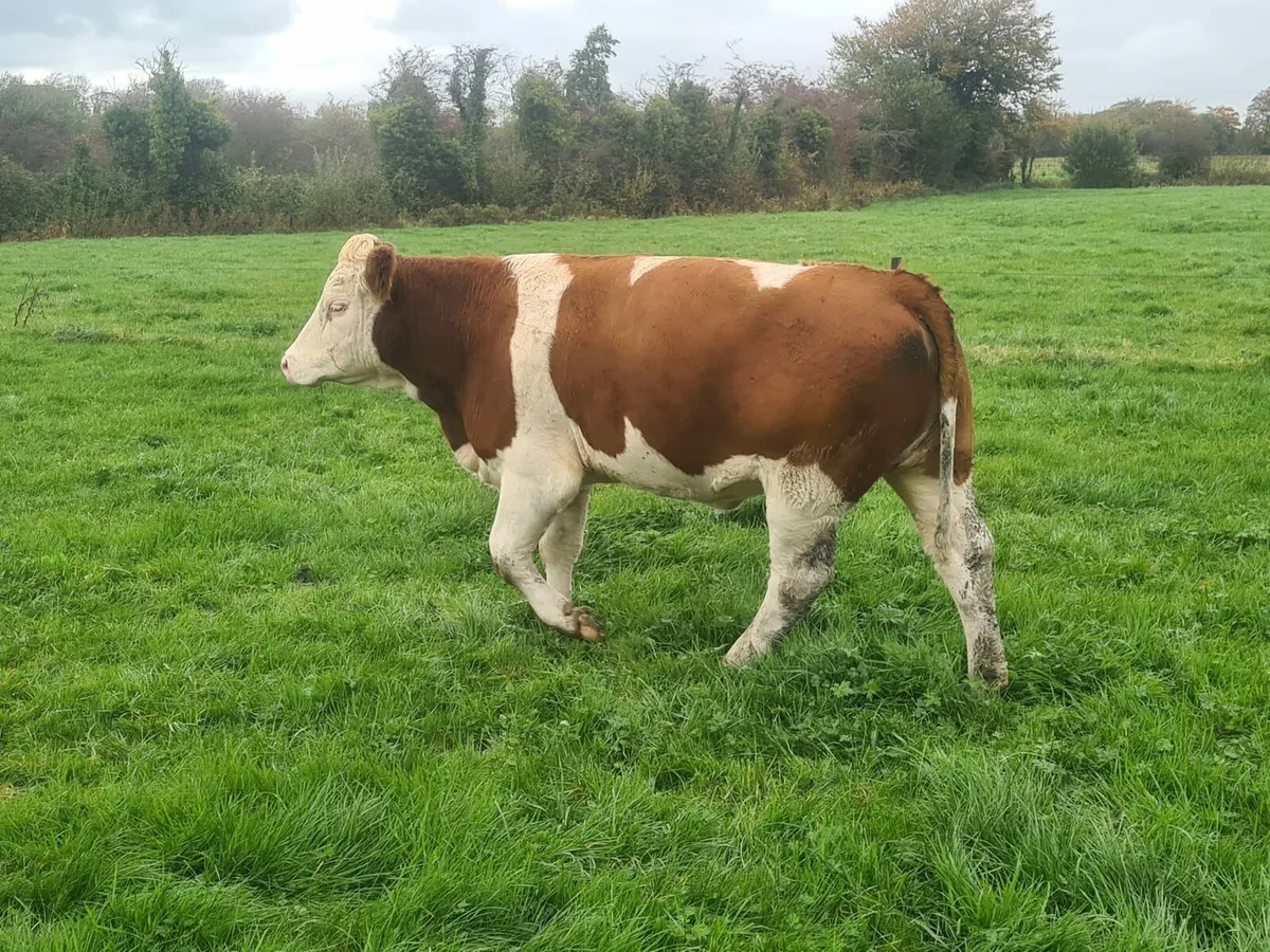 19 Smashing Simmental breeding heifers, - Image 4