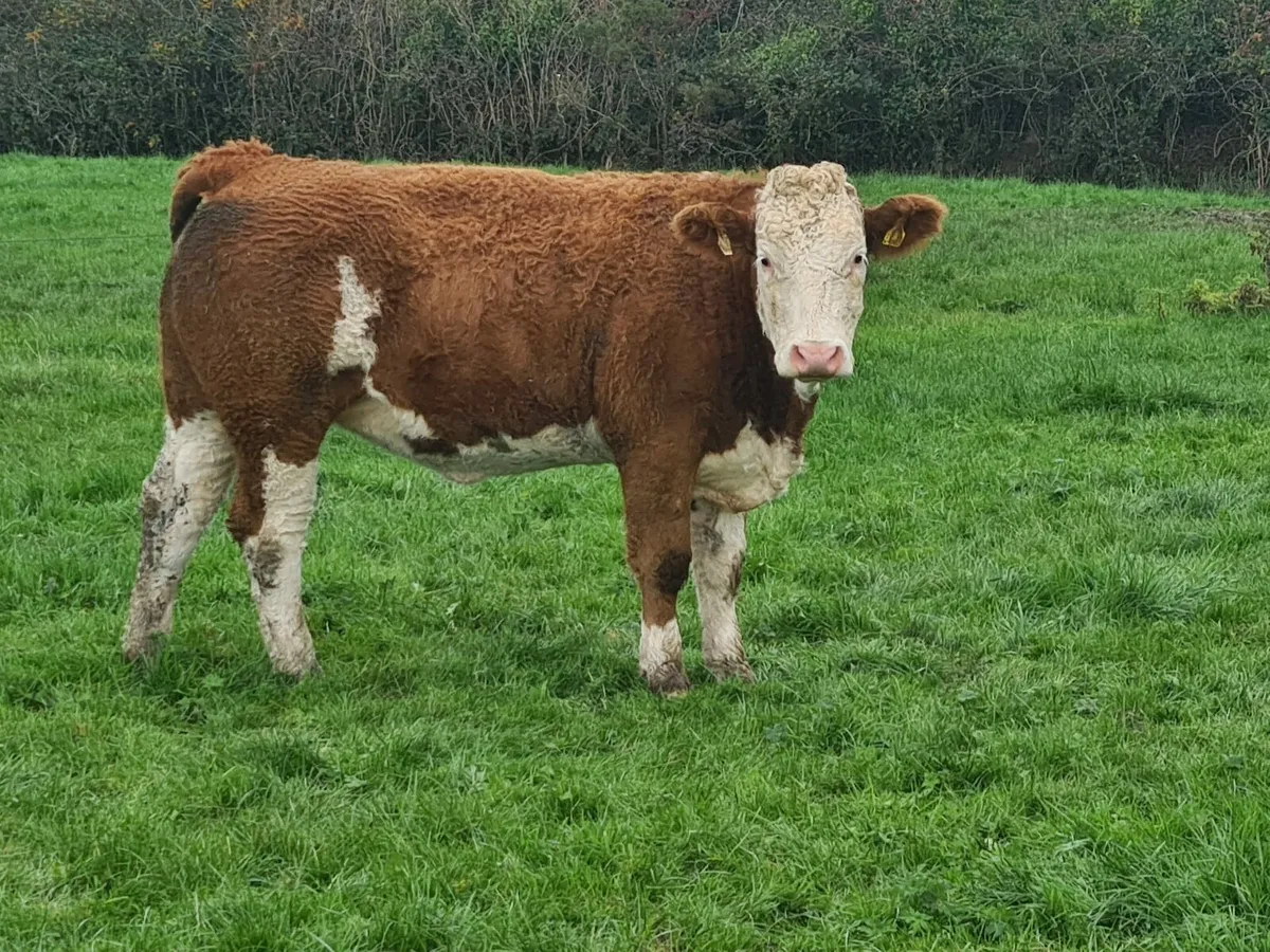 19 Smashing Simmental breeding heifers, - Image 2