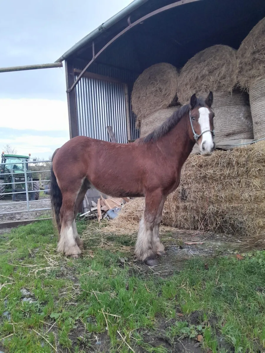 Horses For Sale! - Image 1