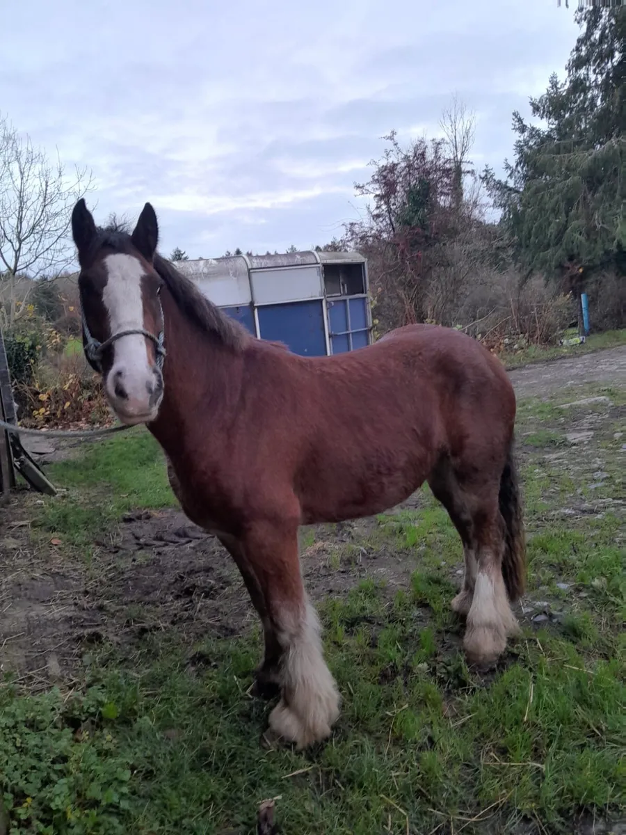 Horses For Sale! - Image 2